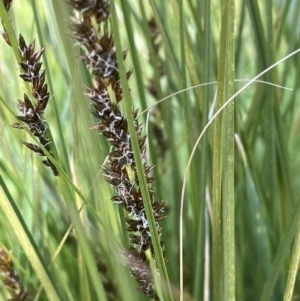 Carex appressa at Cavan, NSW - 17 Aug 2023