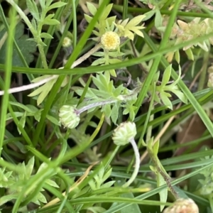 Cotula australis at Cavan, NSW - 17 Aug 2023