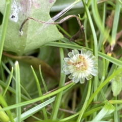 Cotula australis at Cavan, NSW - 17 Aug 2023