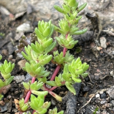 Crassula sieberiana (Austral Stonecrop) at Cavan, NSW - 17 Aug 2023 by JaneR