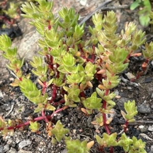 Crassula sieberiana at Cavan, NSW - 17 Aug 2023 02:43 PM