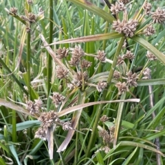 Cyperus eragrostis (Umbrella Sedge) at Cavan, NSW - 17 Aug 2023 by JaneR