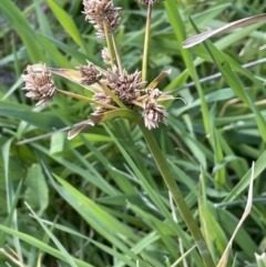 Cyperus eragrostis at Cavan, NSW - 17 Aug 2023