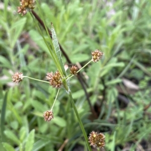 Luzula densiflora at Cavan, NSW - 17 Aug 2023