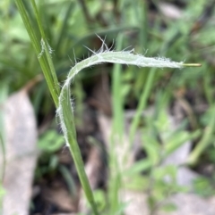 Luzula densiflora at Cavan, NSW - 17 Aug 2023