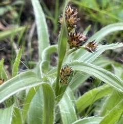 Luzula densiflora at Cavan, NSW - 17 Aug 2023