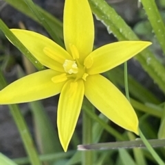 Hypoxis hygrometrica (Golden Weather-grass) at Cavan, NSW - 17 Aug 2023 by JaneR