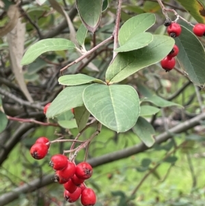 Cotoneaster glaucophyllus at Cavan, NSW - 17 Aug 2023 02:25 PM