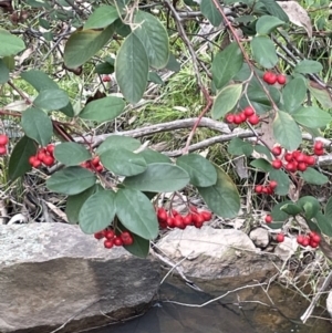 Cotoneaster glaucophyllus at Cavan, NSW - 17 Aug 2023 02:25 PM