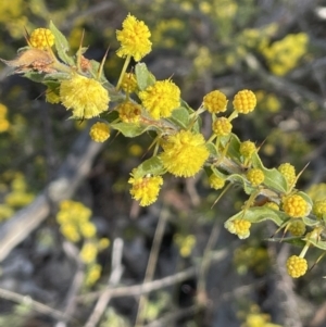 Acacia paradoxa at Cavan, NSW - 17 Aug 2023