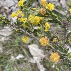 Acacia paradoxa at Cavan, NSW - 17 Aug 2023 02:32 PM