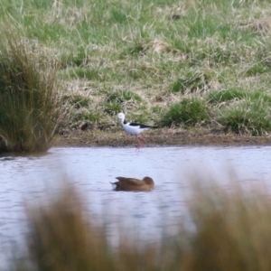 Himantopus leucocephalus at Fyshwick, ACT - 17 Aug 2023