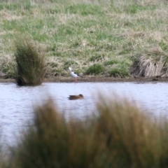 Himantopus leucocephalus at Fyshwick, ACT - 17 Aug 2023