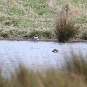 Himantopus leucocephalus at Fyshwick, ACT - 17 Aug 2023