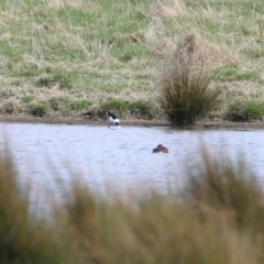 Himantopus leucocephalus at Fyshwick, ACT - 17 Aug 2023 01:32 PM