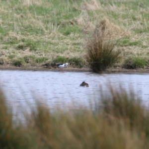 Himantopus leucocephalus at Fyshwick, ACT - 17 Aug 2023