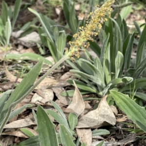 Plantago varia at Cavan, NSW - 17 Aug 2023