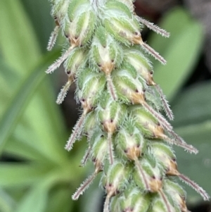 Plantago varia at Cavan, NSW - 17 Aug 2023