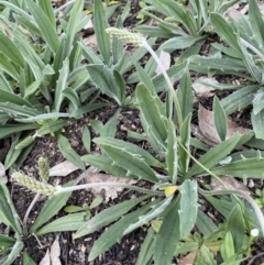 Plantago varia at Cavan, NSW - 17 Aug 2023