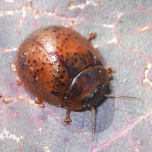 Trachymela sp. (genus) at Belconnen, ACT - 16 Aug 2023