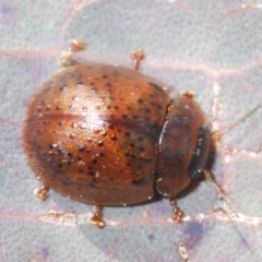 Trachymela sp. (genus) at Belconnen, ACT - 16 Aug 2023