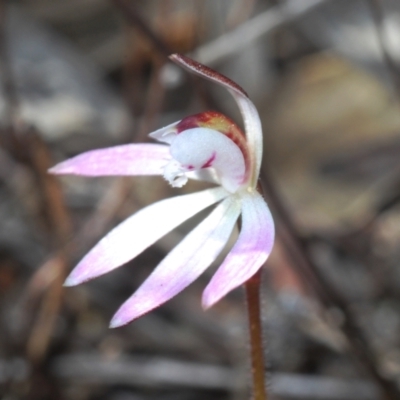 Caladenia fuscata (Dusky Fingers) at Canberra Central, ACT - 17 Aug 2023 by Harrisi