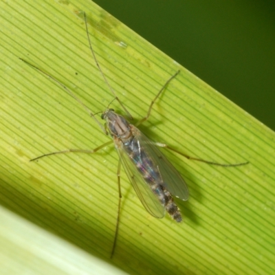 Chironomidae (family) (Non-biting Midge) at Fowles St. Woodland, Weston - 11 Aug 2023 by Harrisi