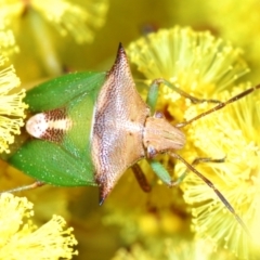 Cuspicona sp. (genus) (Shield bug) at Aranda Bushland - 16 Aug 2023 by Harrisi