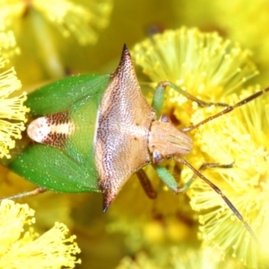 Cuspicona sp. (genus) at Belconnen, ACT - 16 Aug 2023