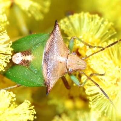 Cuspicona sp. (genus) (Shield bug) at Belconnen, ACT - 16 Aug 2023 by Harrisi