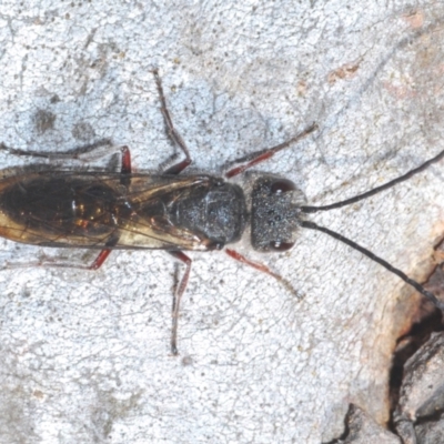 Tiphiidae (family) (Unidentified Smooth flower wasp) at Canberra Central, ACT - 17 Aug 2023 by Harrisi