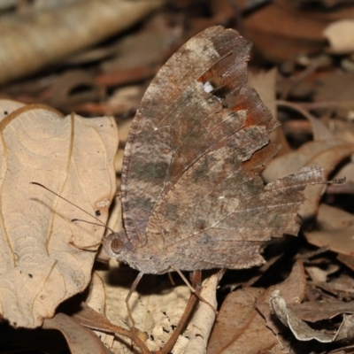 Melanitis leda (Evening Brown) at Ormiston, QLD - 16 Aug 2023 by TimL