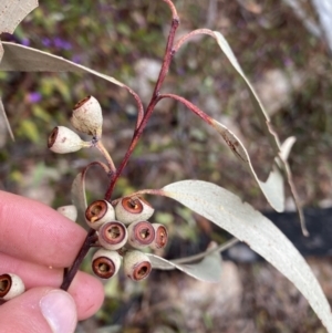 Eucalyptus sieberi at Paddys River, ACT - 13 Aug 2023