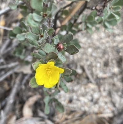 Hibbertia obtusifolia (Grey Guinea-flower) at Namadgi National Park - 13 Aug 2023 by Ned_Johnston