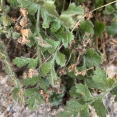 Asplenium subglandulosum (Blanket Fern) at Paddys River, ACT - 13 Aug 2023 by NedJohnston