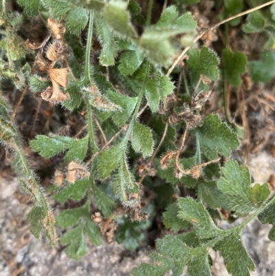 Pleurosorus rutifolius (Blanket Fern) at Namadgi National Park - 13 Aug 2023 by Ned_Johnston