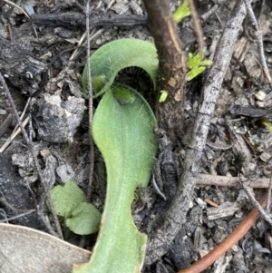 Glossodia major at Paddys River, ACT - 13 Aug 2023