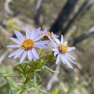 Olearia tenuifolia (Narrow-leaved Daisybush) at Paddys River, ACT - 13 Aug 2023 by NedJohnston