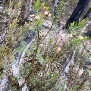 Olearia tenuifolia at Paddys River, ACT - 13 Aug 2023 12:06 PM