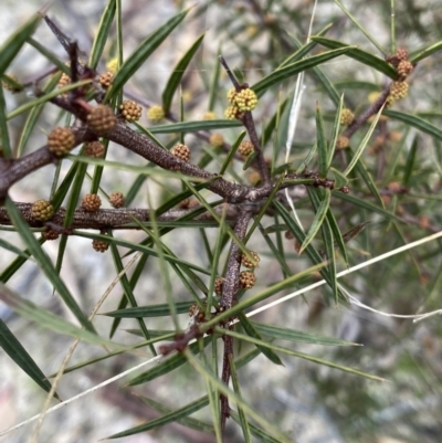 Acacia siculiformis (Dagger Wattle) at Paddys River, ACT - 13 Aug 2023 by Ned_Johnston