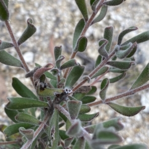 Persoonia rigida at Paddys River, ACT - 13 Aug 2023 11:48 AM