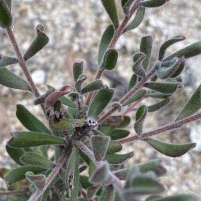 Persoonia rigida (Hairy Geebung) at Paddys River, ACT - 13 Aug 2023 by Ned_Johnston