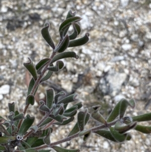 Persoonia rigida at Paddys River, ACT - 13 Aug 2023 11:48 AM