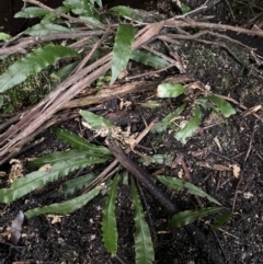 Blechnum patersonii subsp. patersonii (Strap Water Fern) at Tidbinbilla Nature Reserve - 13 Aug 2023 by Ned_Johnston