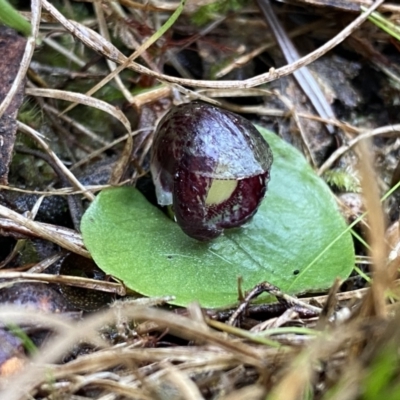 Corysanthes incurva (Slaty Helmet Orchid) at Wanniassa Hill - 12 Aug 2023 by Ned_Johnston