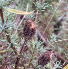 Lavandula stoechas (Spanish Lavender or Topped Lavender) at Wanniassa Hill - 12 Aug 2023 by Ned_Johnston