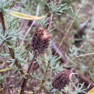 Lavandula stoechas at Fadden, ACT - 13 Aug 2023 08:58 AM