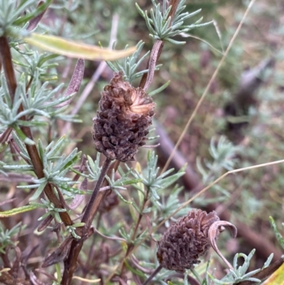 Lavandula stoechas (Spanish Lavender or Topped Lavender) at Fadden, ACT - 12 Aug 2023 by NedJohnston