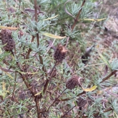 Lavandula stoechas at Fadden, ACT - 13 Aug 2023 08:58 AM