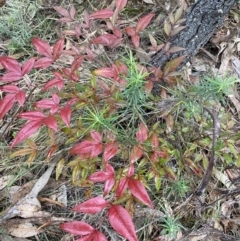 Nandina domestica (Sacred Bamboo) at Fadden, ACT - 13 Aug 2023 by NedJohnston